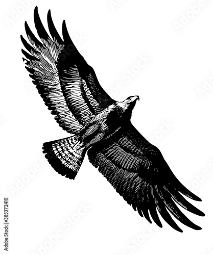 Aigle royal.