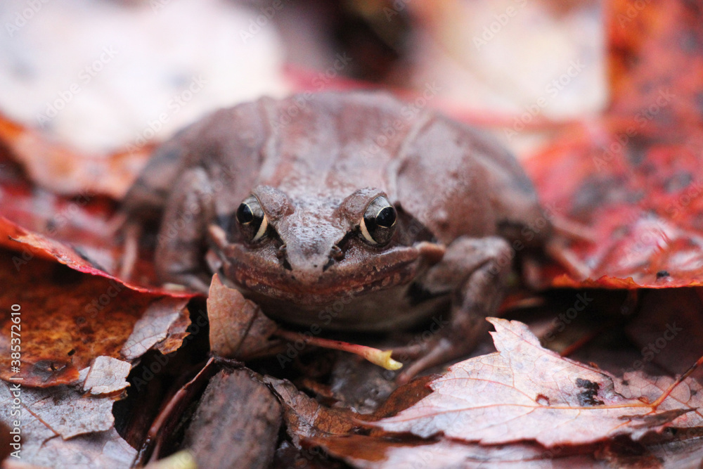 wood frog on the forest floor in autumn wood frog on the forest floor in autumn