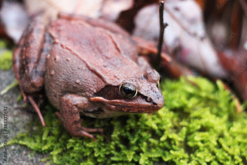 Fototapeta premium wood frog blending in in the autumn forest floor