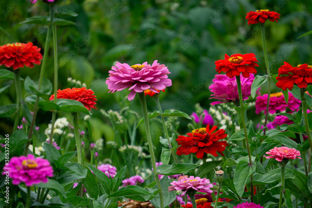 Flower Bed with multicolored Zinnia flowers and asters.