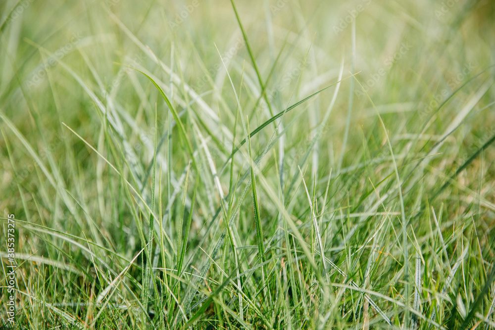 beautiful fresh green grass background