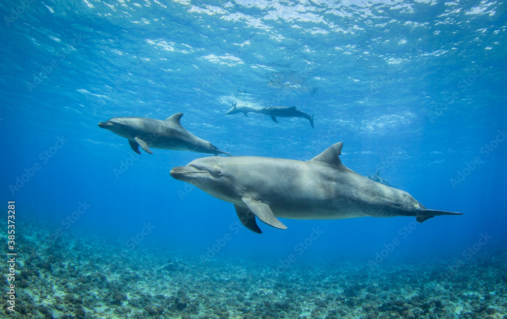 Dolphins in naturel aera