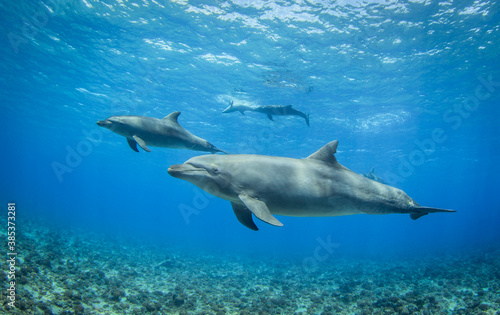 Dolphins in naturel aera © Tropicalens