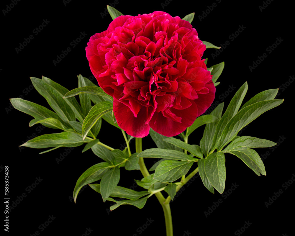Red flower of peony, isolated on black background