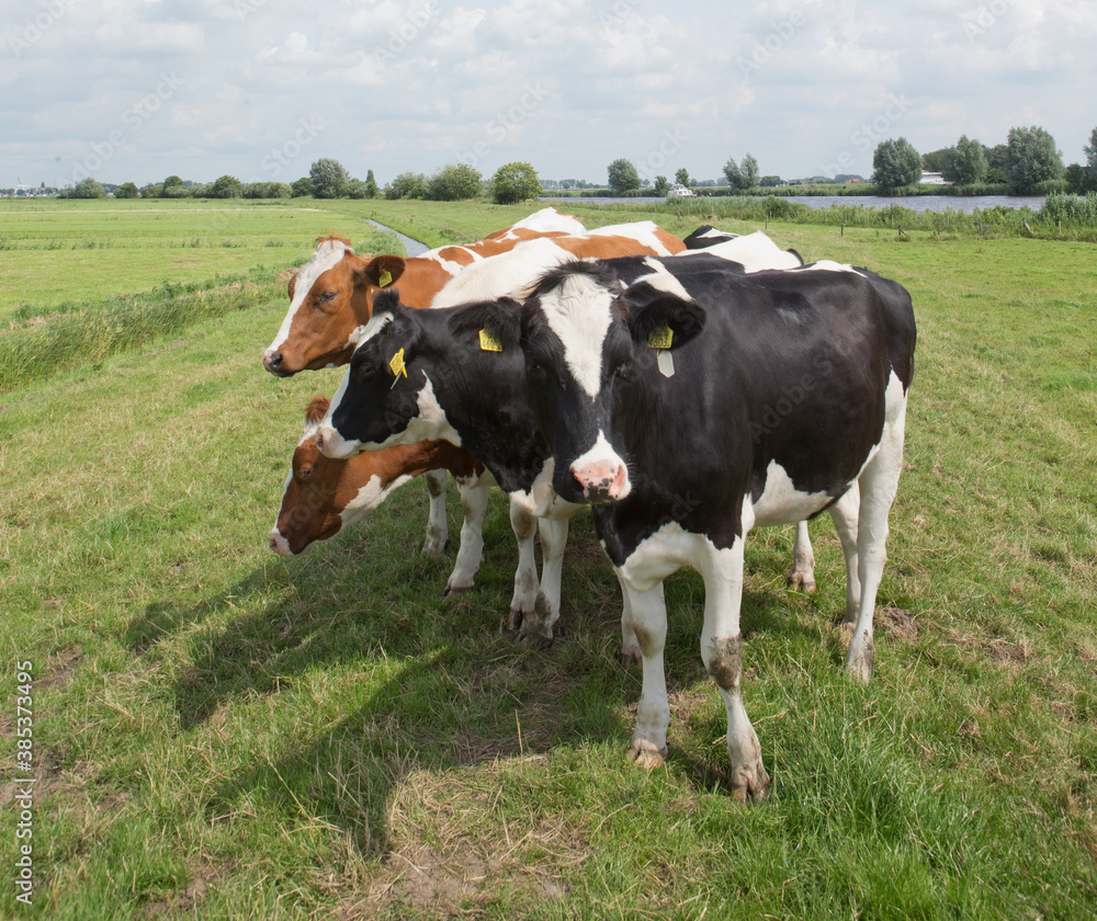 Cows in Dutch polder. Netherlands. Dike. Genemuiden. Cows in Dutch polder. Netherlands. Dike. Genemuiden.