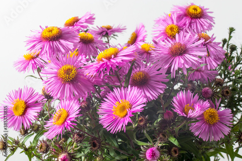 Lilac asters isolated on white and gray background