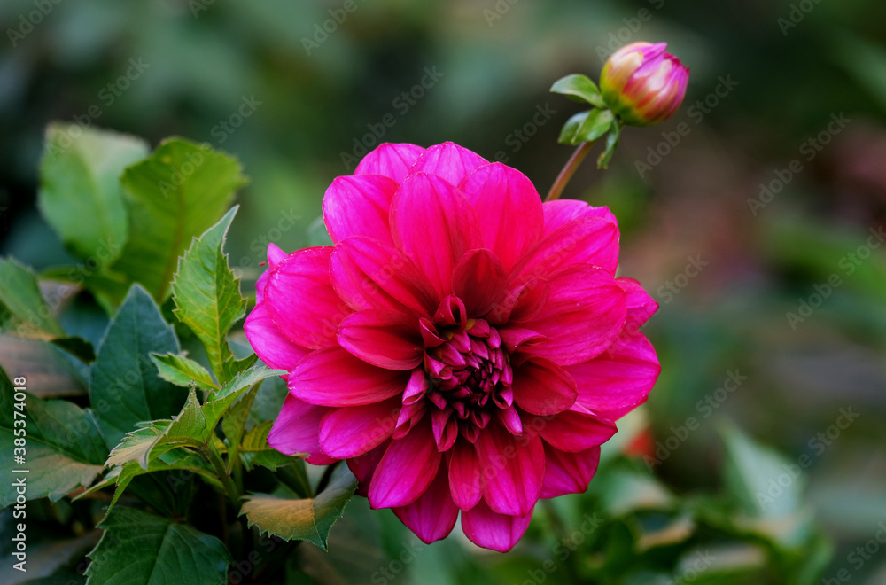 Red dahlia Red dahlia