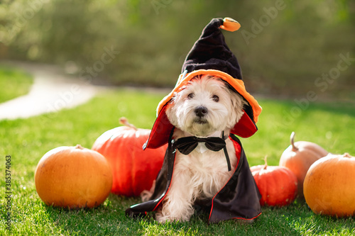 Funny West Highland White Terrier dog decorated with photo props sits near orange pumpkins, at home. Preparation for the celebration. Wallet or life. Happy Halloween and autumn concept.