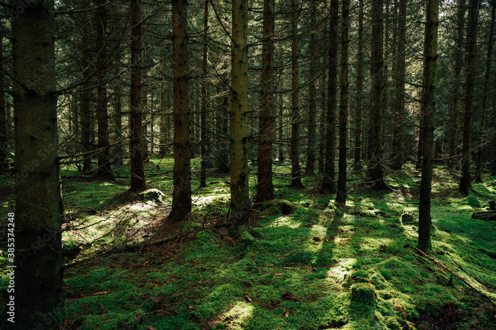 Fototapeta premium Sonnenschein im dichten Fichtenwald