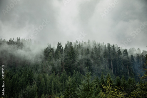 fog in the forest © Leland