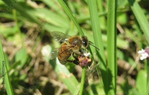 Honeybee on Florida wildflowers, closeup photo