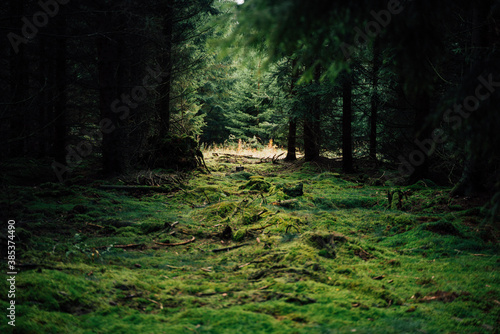 Gr  ne Lunge unserer Erde - der Wald