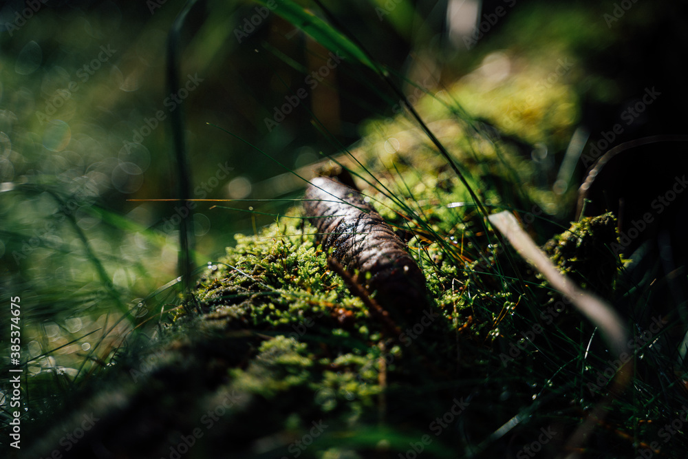 Tannenzapfen liegt auf dem Waldboden Tannenzapfen liegt auf dem Waldboden