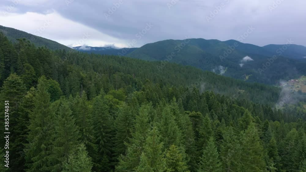 flying over the beautiful valley and cloudy evening pine forest
flying over the beautiful valley and cloudy evening pine forest