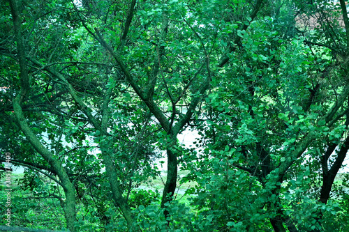 green trees in the park as a texture for the background