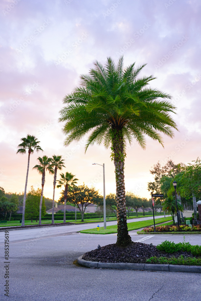 Fototapeta premium Palm tree, street and beautiful cloud in summer