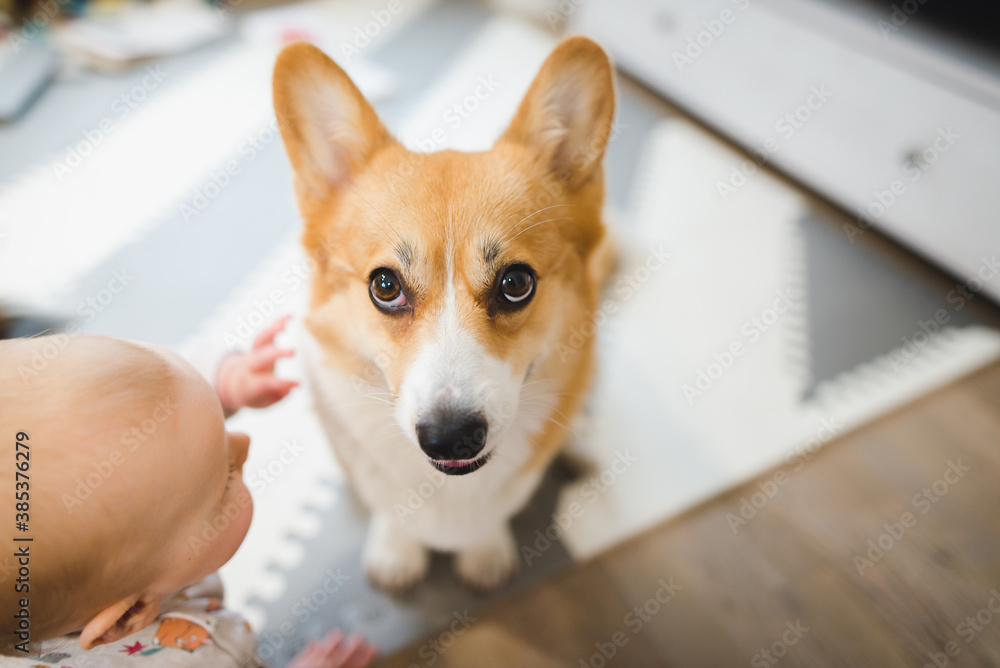 Little baby trying to touch a welsh corgi pembroke dog Little baby trying to touch a welsh corgi pembroke dog