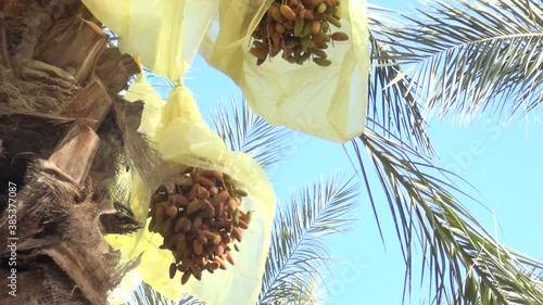 dates before harvest