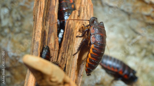 фотографія Black giant madagascar hissing cockroach group in natural environment