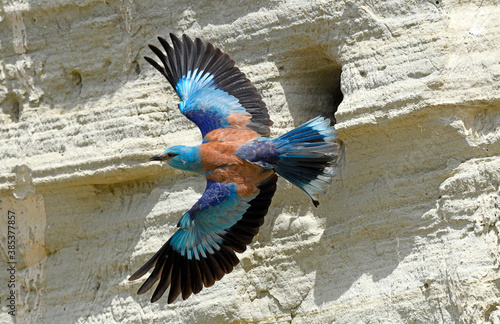 Blauracke (Coracias garrulus) fliegt vor der Nisthöhle // European roller flies in front of the nesting cave photo