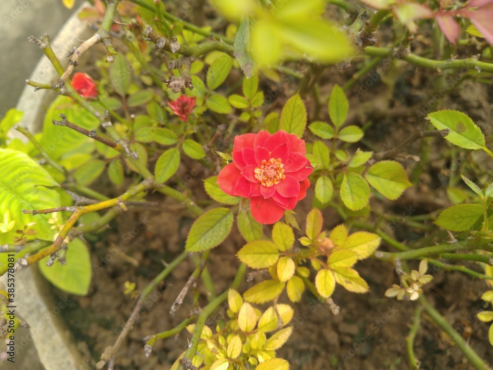 Red Rose Flower Red Rose Flower