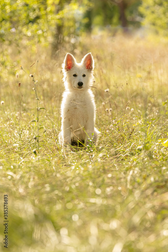 Swiss Shepherd Puppyin the grass