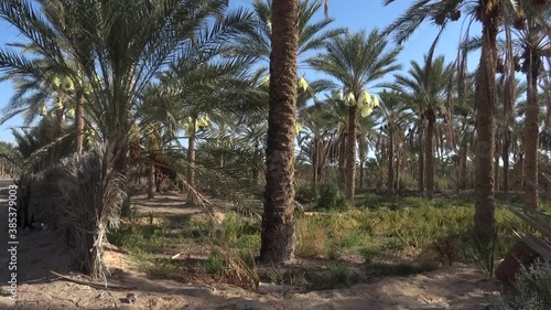 tunisia oasis 