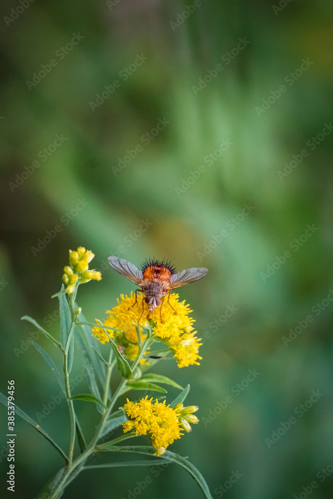 Bee-like Tachinid Fly pollinating goldenrod Bee-like Tachinid Fly pollinating goldenrod