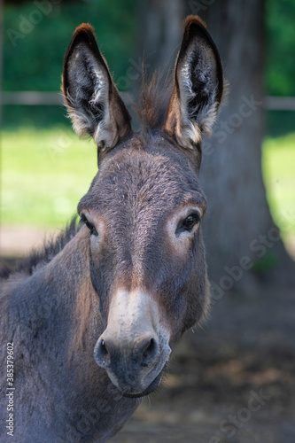 Equus asinus domesticated donkey funny young animal portrait, farm beast in daylight