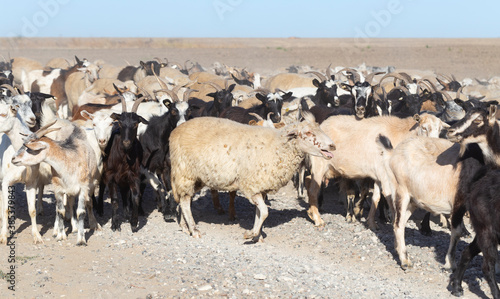 A herd of goats and sheep. Animals are walking along a dusty road.