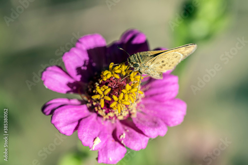 Western Skipper Hesperia species photo