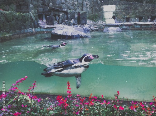 swimming penguins