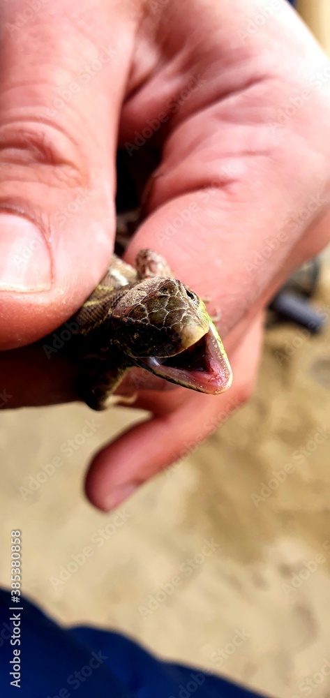 hand holding a coin