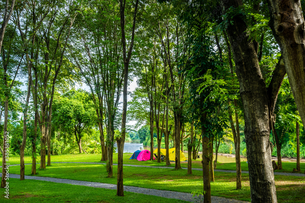 Obraz premium Camping and tent with trees in nature park