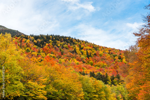 View of mountain slope covered in thick deciduous forest at the peak of fall foliage. Natural background. Pinkham Notch, NH, USA.