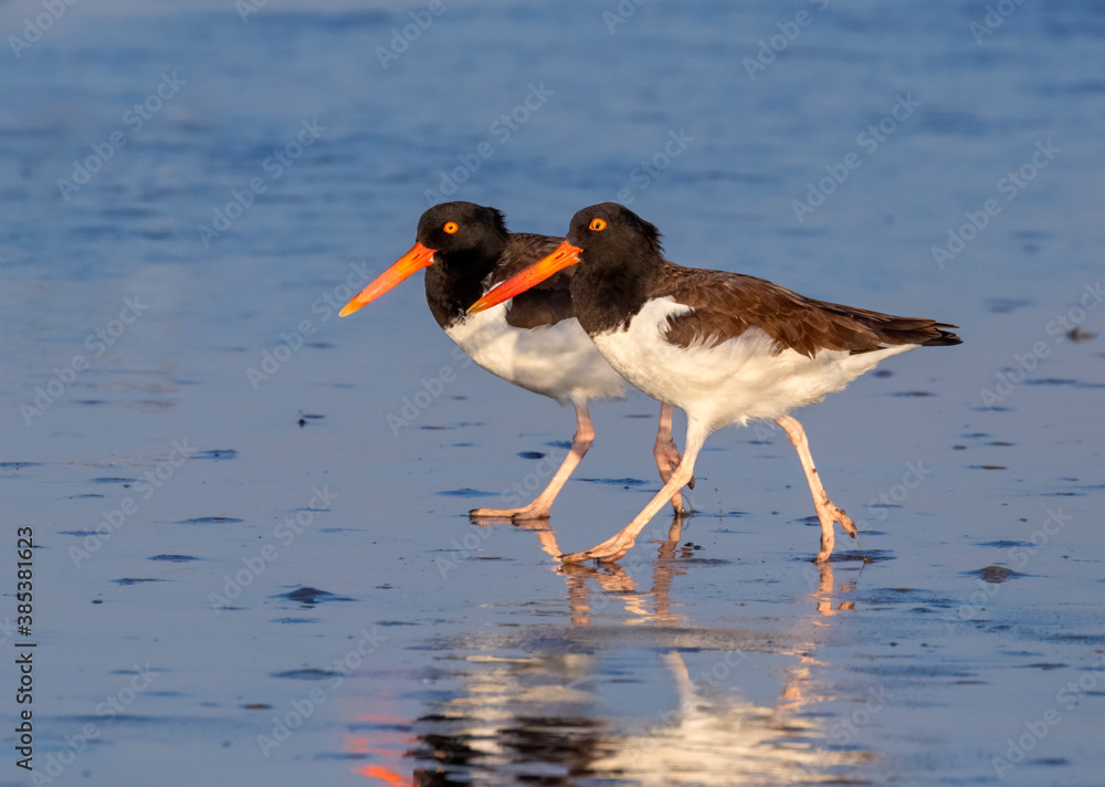 A pair of American oystercatchers (Haematopus palliatus) at the ocean coast, Galveston, Texas, USA. A pair of American oystercatchers (Haematopus palliatus) at the ocean coast, Galveston, Texas, USA.