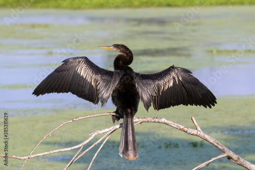 Anhinga (Anhinga anhinga) drying feathers, Brazos Bend state park, Texas, USA.
