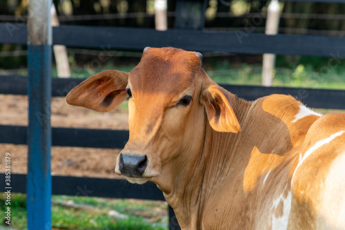 Nelore cattle in the corral © Leonidas