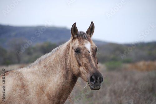 portrait of a horse © Cuauhtemoc