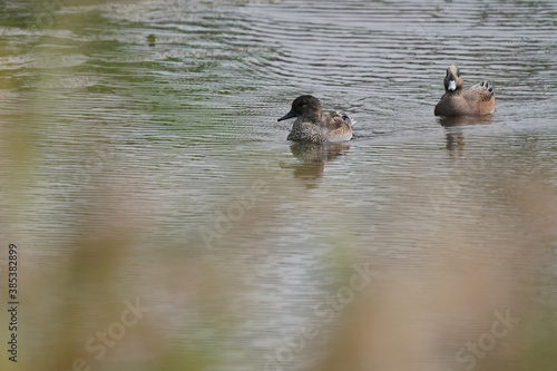american wigeon in water