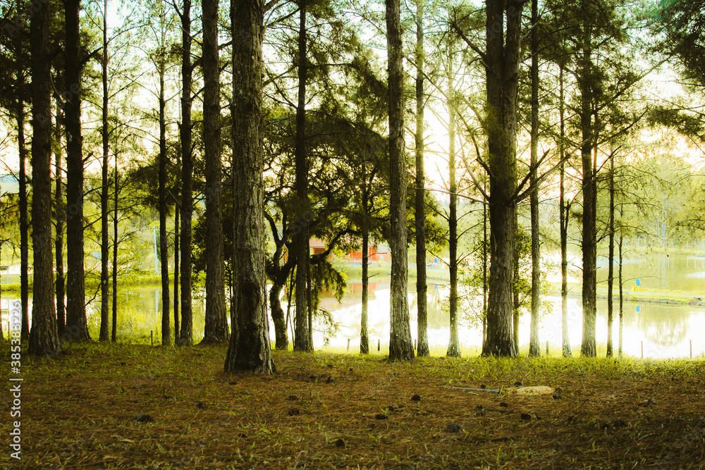 Fototapeta premium morning in the forest