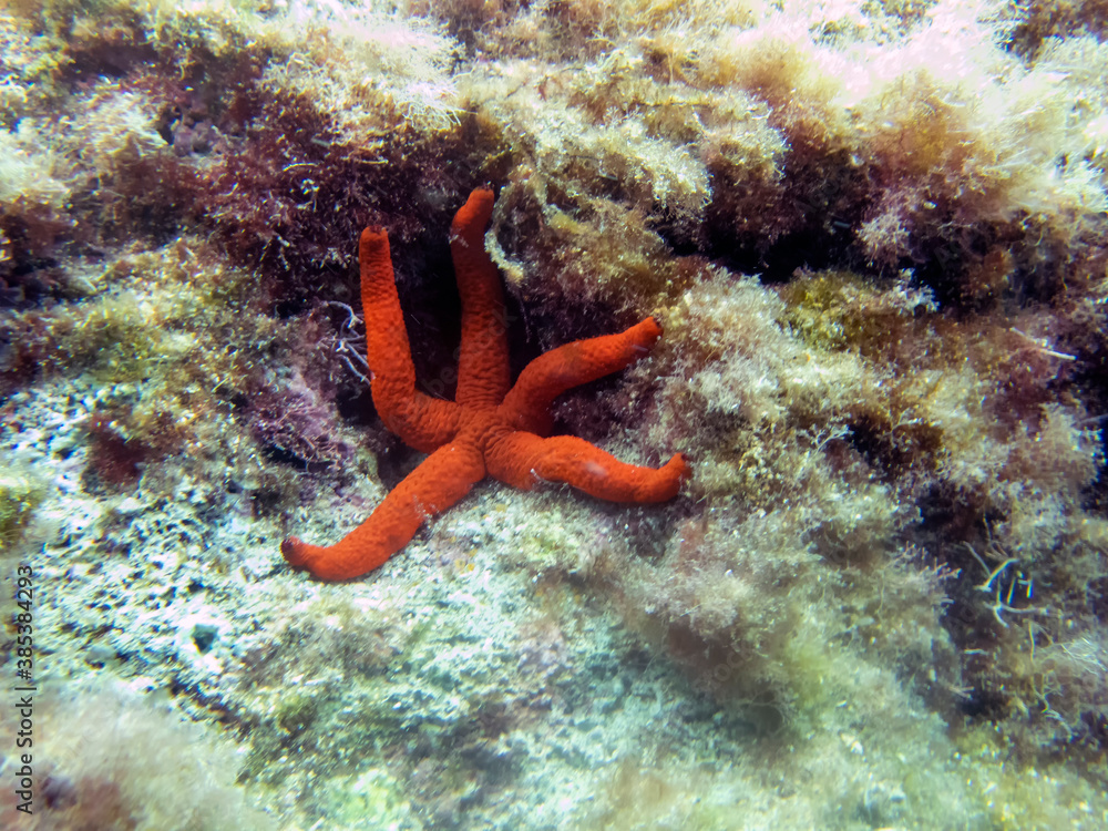 Mediterranean Red Sea Star (Echinaster sepositus) Mediterranean Red Sea Star (Echinaster sepositus)