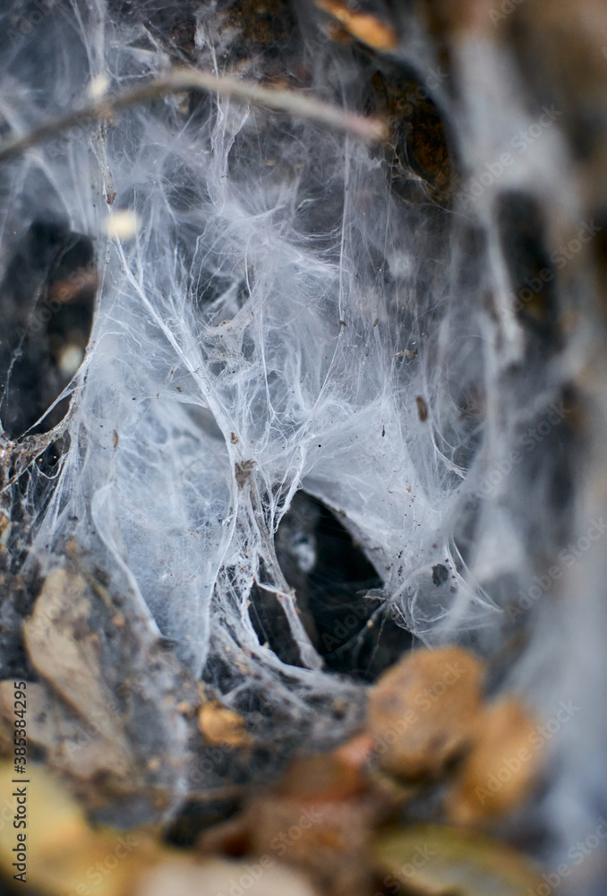 Spiderweb inside a trunk's hole - halloween concept