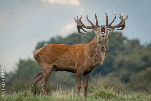A red deer stag during the rut. Its head is raised with his mouth open and bellowing