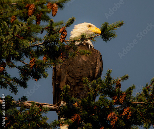 Bald eagle in the tree - Canada
