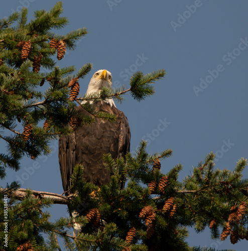 Bald eagle in the tree - Canada