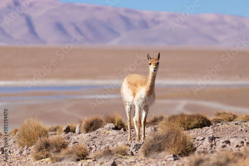 Vigogna solitaria nel parco Eduardo Avaroa in Bolivia  ad una altitudine di oltre 4.000 metri.