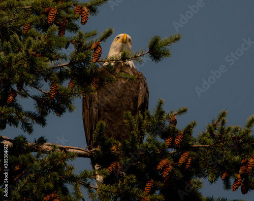 Bald eagle in the tree - Canada