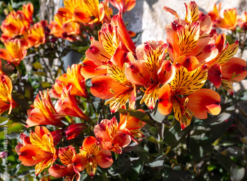 Bright yellow-orange alstroemeria or peruvian lily flowers