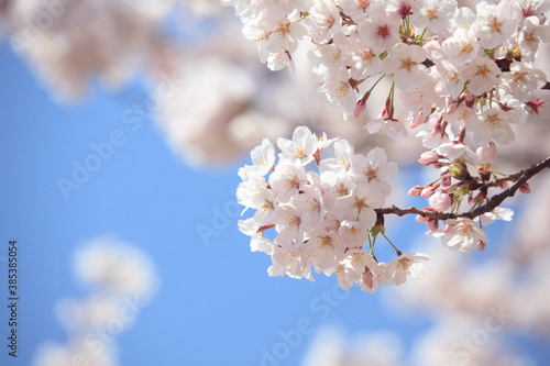 青空とソメイヨシノ